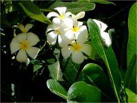 �v�������A(Plumeria)