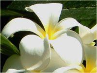 �v�������A(Plumeria)