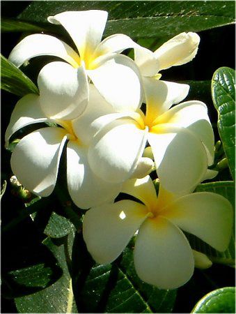 �v�������A(Plumeria)