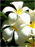 �v�������A(Plumeria)