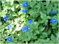�G�{���u���X(Evolvulus)