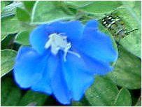�G�{���u���X(Evolvulus)