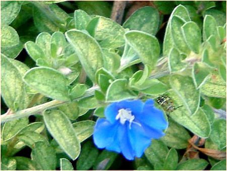�G�{���u���X(Evolvulus)