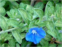 �G�{���u���X(Evolvulus)