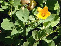 �C���}(Ilima)