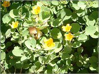 �C���}(Ilima) 