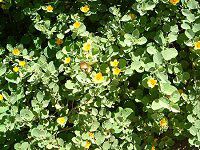 �C���}(Ilima)