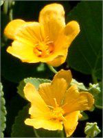 �C���}(Ilima) 
