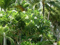 �v�������A(Plumeria)