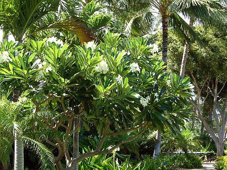 �v�������A(Plumeria)