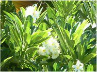 �v�������A(Plumeria)