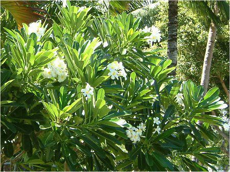 �v�������A(Plumeria)