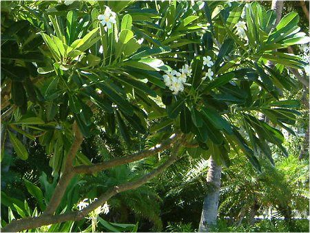 �v�������A(Plumeria)