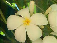 �v�������A(Plumeria)