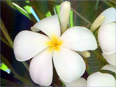 �v�������A(Plumeria)