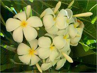 �v�������A(Plumeria)