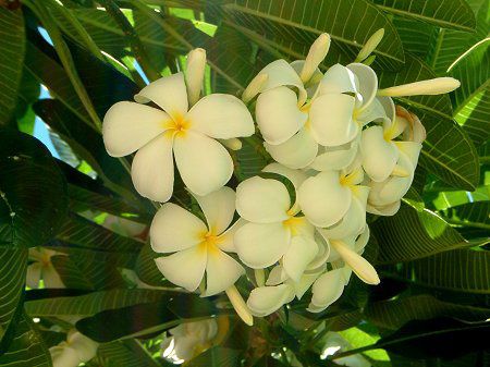 �v�������A(Plumeria)