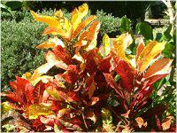 �N���g��(Croton)