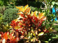 �N���g��(Croton)