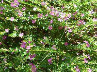 �N�t�F�A�E�q�b�\�s�t�H���A(Cuphea hyssopifolia)