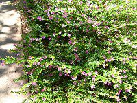 �N�t�F�A�E�q�b�\�s�t�H���A(Cuphea hyssopifolia)