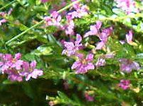 �N�t�F�A�E�q�b�\�s�t�H���A(Cuphea hyssopifolia) 