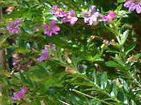�N�t�F�A�E�q�b�\�s�t�H���A(Cuphea hyssopifolia) 