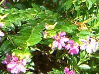 �N�t�F�A�E�q�b�\�s�t�H���A(Cuphea hyssopifolia)
