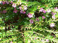 �N�t�F�A�E�q�b�\�s�t�H���A(Cuphea hyssopifolia)