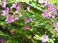 �N�t�F�A�E�q�b�\�s�t�H���A(Cuphea hyssopifolia) 