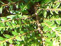 �N�t�F�A�E�q�b�\�s�t�H���A(Cuphea hyssopifolia) 