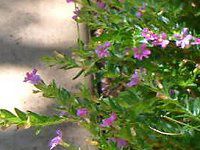 �N�t�F�A�E�q�b�\�s�t�H���A(Cuphea hyssopifolia)