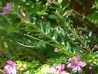 �N�t�F�A�E�q�b�\�s�t�H���A(Cuphea hyssopifolia) 