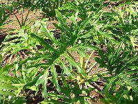 �t�B���f���h�����E�Z���[��(Philodendron)