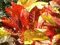 �N���g��(Croton)