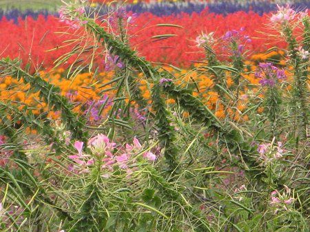 �N���I��(Cleome)