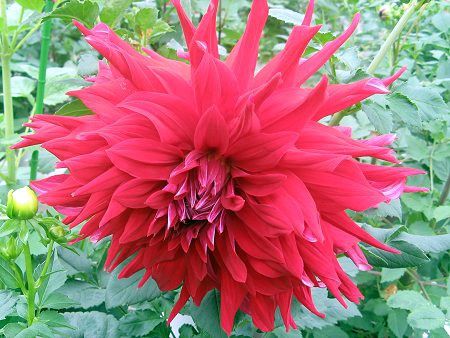 �_���A(Dahlia)