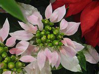�|�C���Z�e�B�A�iPoinsettia�j