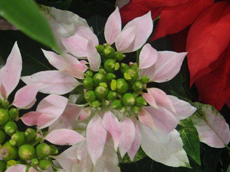 �|�C���Z�e�B�A(Poinsettia)