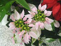 �|�C���Z�`�A(Poinsettia)