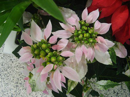 �|�C���Z�`�A(Poinsettia)���F�i��