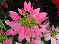�|�C���Z�`�A�iPoinsettia�j�Z���F�i��