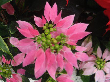 �|�C���Z�`�A(Poinsettia)