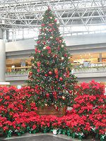 �|�C���Z�`�A(Poinsettia)