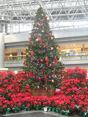 �|�C���Z�`�A(Poinsettia)