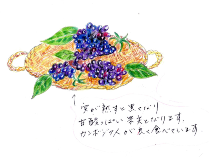 �����h�D�[���iRumduol�j