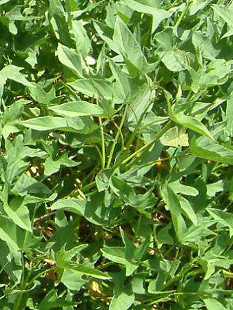 �E�A��('Uala)