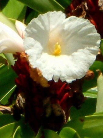 �t�N�W���\�E�i���_���j