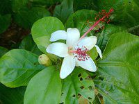 �q�r�X�N�X�E�A�[�m�b�e�B�A�k�X(Hibiscus arnottianus)