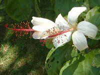 �q�r�X�N�X�E�A�[�m�b�e�B�A�k�X(Hibiscus arnottianus)